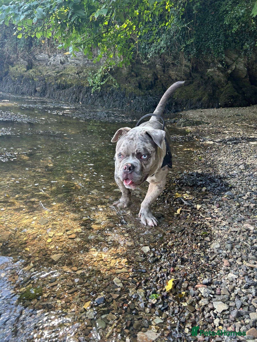 American Bully dogs for sale: Pocket bullly , 9 months  - Image 2