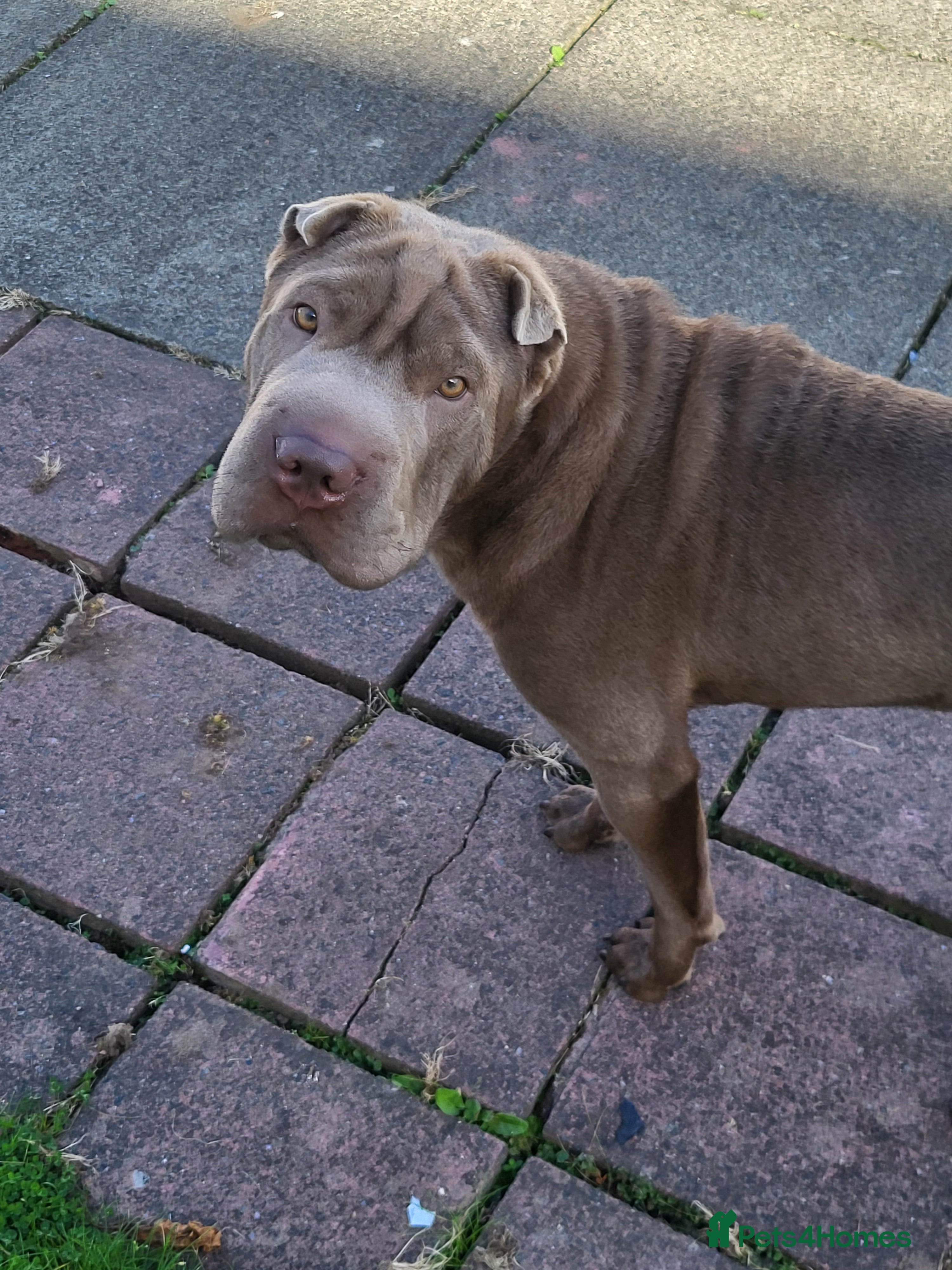 Shar Pei dogs for stud: kc lilac/fawn dilute - Advert 5