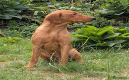 Labrador Retriever dogs for sale: Part-trained fox red Lab,FULLY HEALTH TEST PARENTS - Image 2