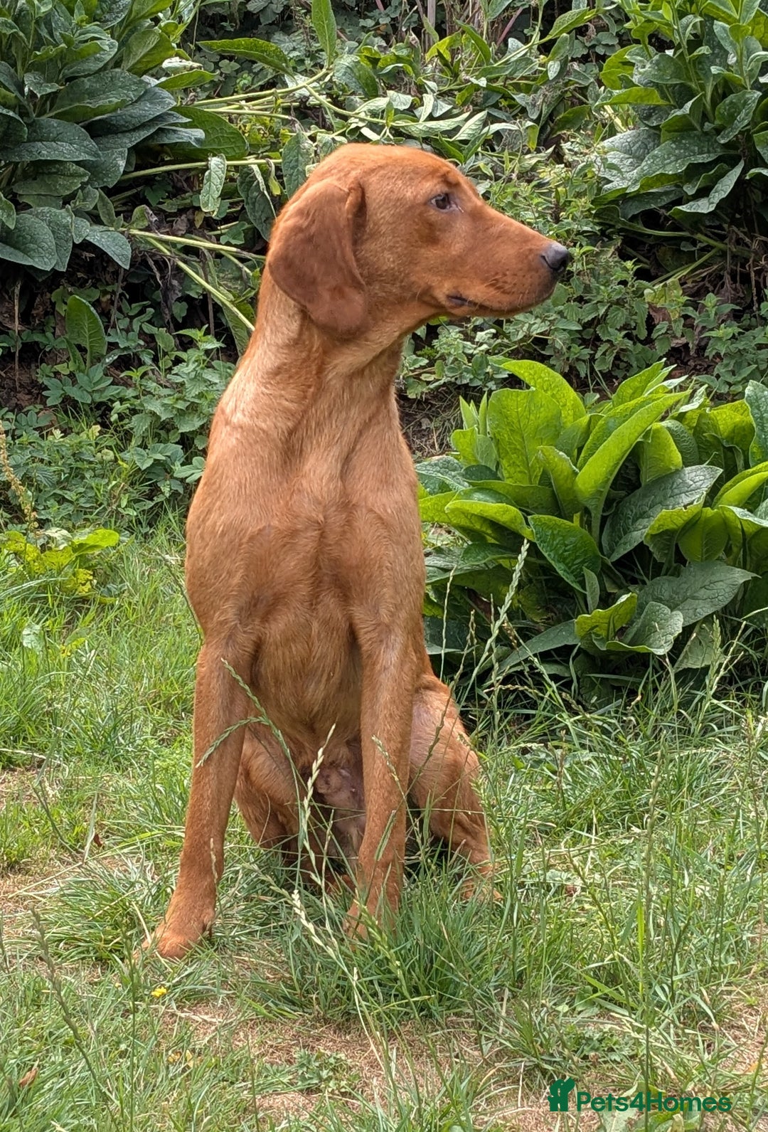 Labrador Retriever dogs for sale: Part-trained fox red Lab,FULLY HEALTH TEST PARENTS - Image 2