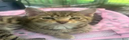 Mixed Breed cats for sale: Adorable kittens - Advert 4