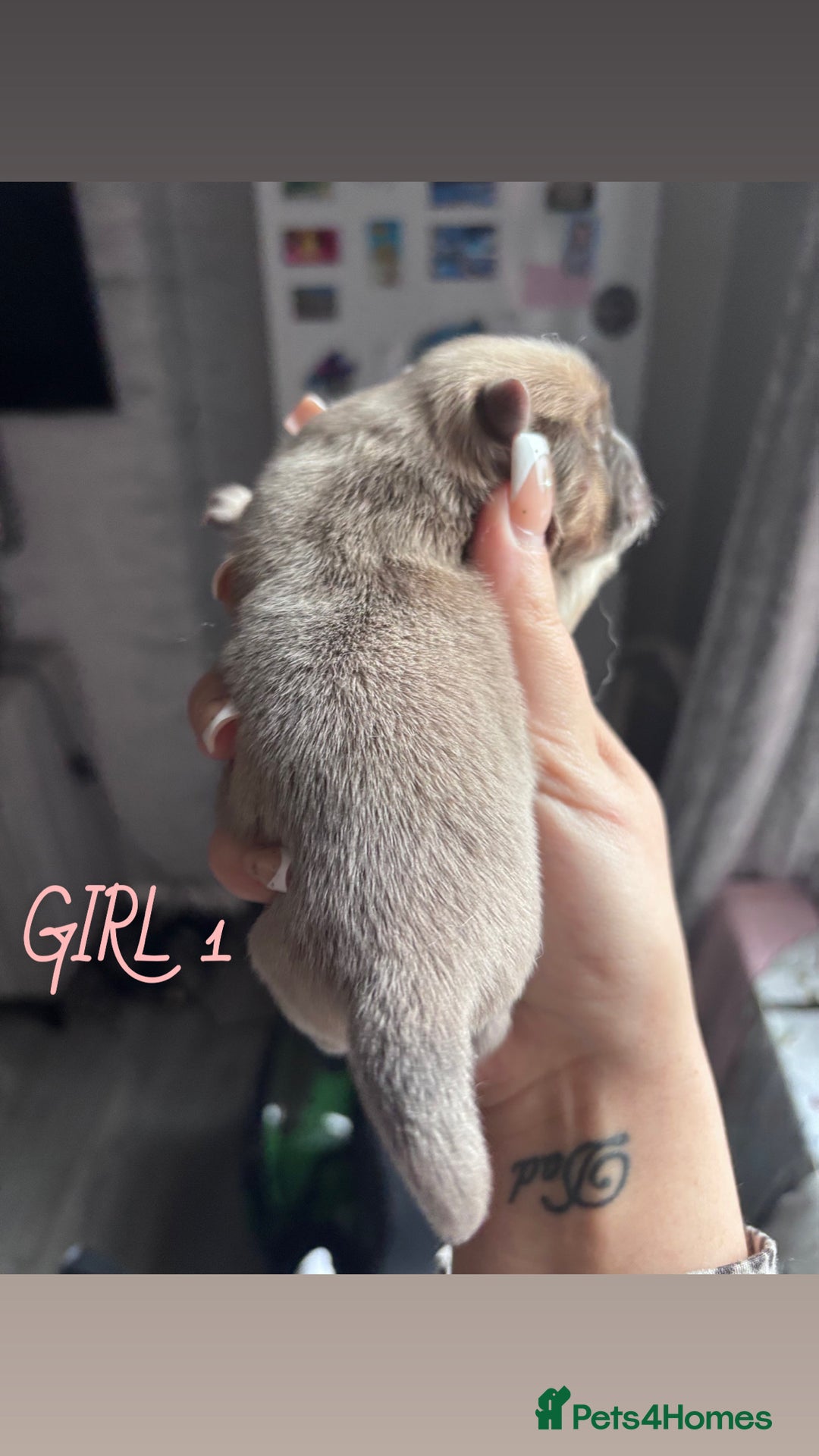 Mixed Breed dogs for sale: Chowpom puppies - Advert 7