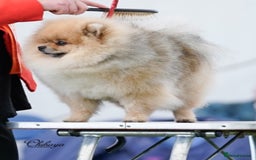 Pomeranian dogs for stud: Stud Dog-NOT FOR SALE in Luton - Image 6