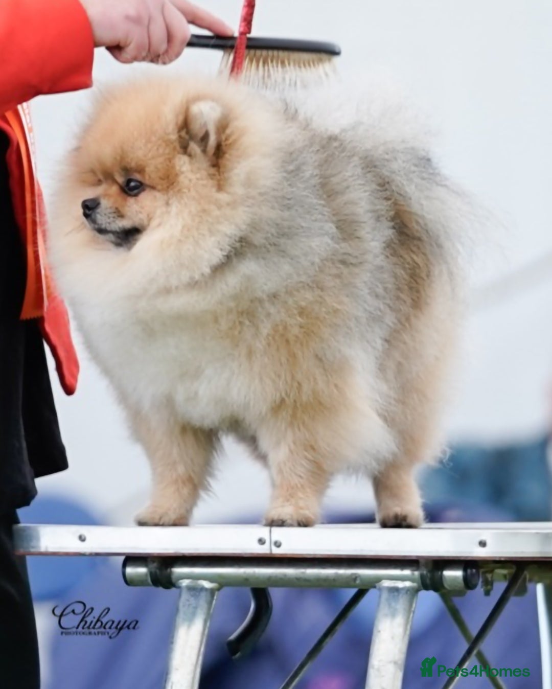 Pomeranian dogs for stud: Stud Dog-NOT FOR SALE in Luton - Image 6