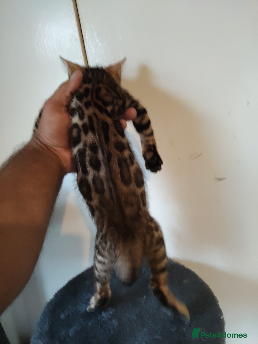 Bengal cats for sale: Pedigree Bengal Kittens  - Image 5