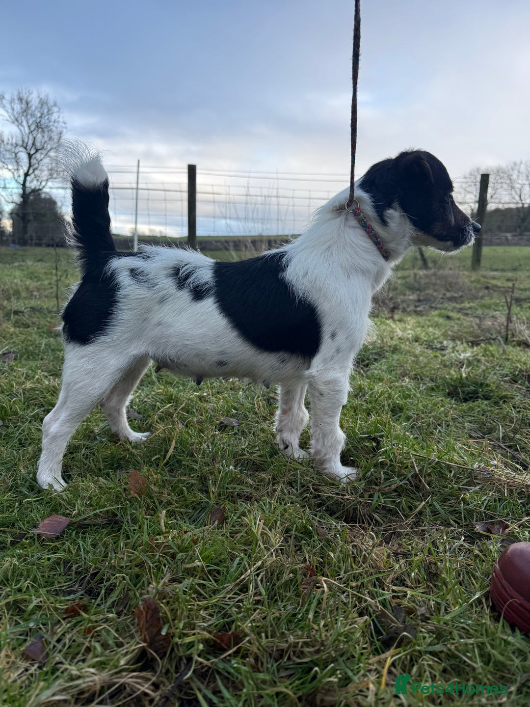 Jack Russell dogs for sale: Tri Jack Russell Girl - Advert 1