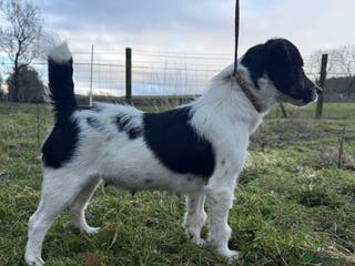 Jack Russell dogs Tri Jack Russell Girl - Advert 4