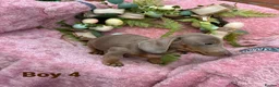 Miniature Dachshund dogs for sale: Minature Dachshund puppys  - Advert 2