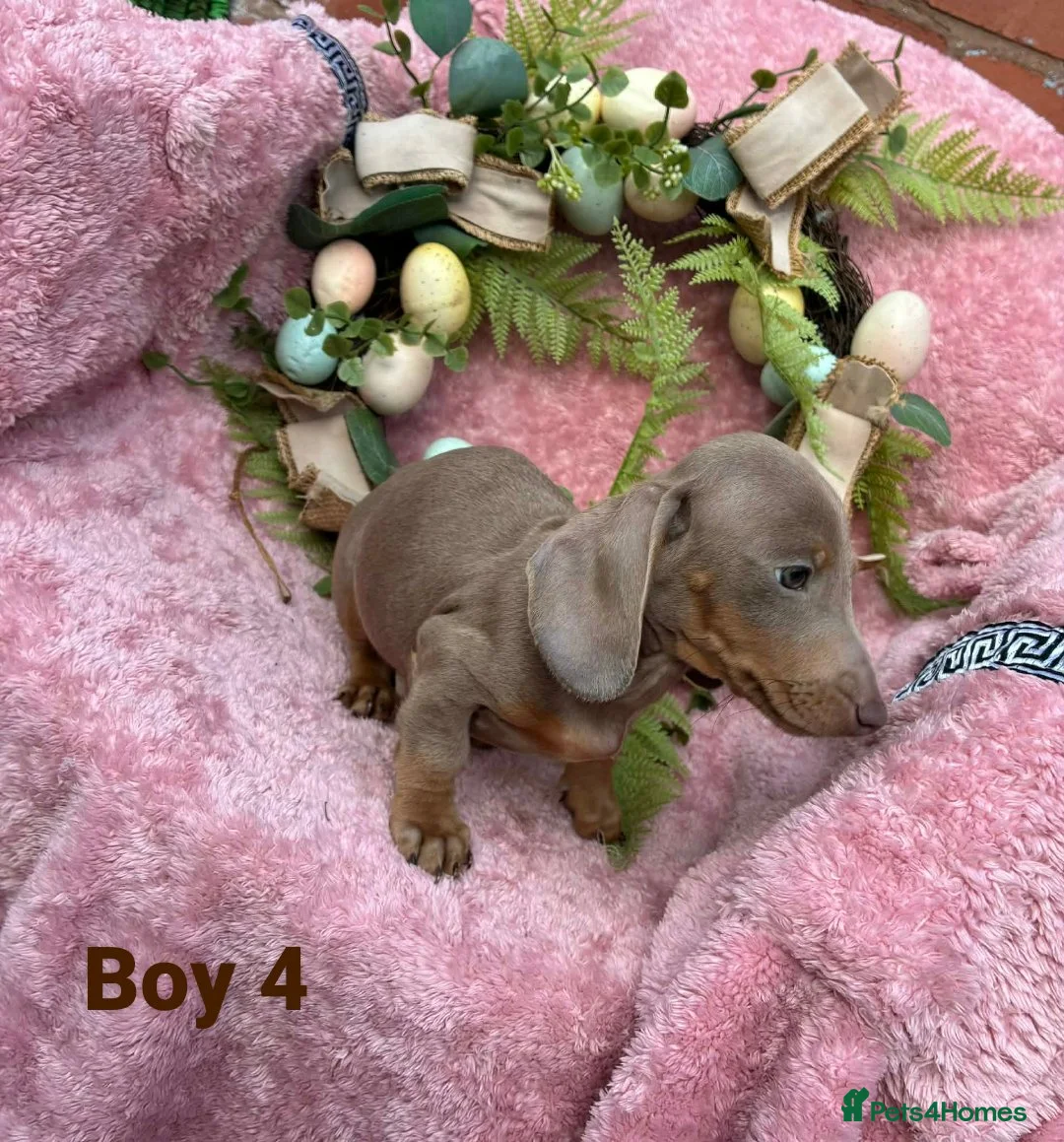 Miniature Dachshund dogs for sale: Minature Dachshund puppys  - Advert 2