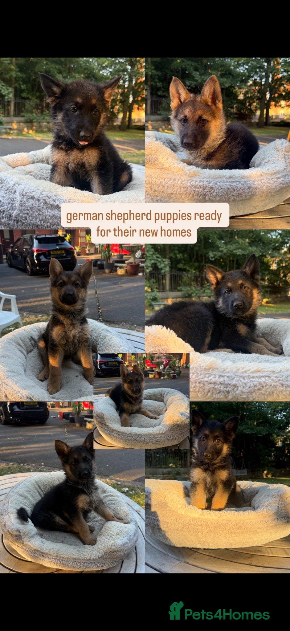 German Shepherd dogs Beautiful German Shepherd Puppies - Advert 4