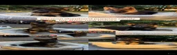 German Shepherd dogs for sale: Beautiful German Shepherd Puppies - Advert 1