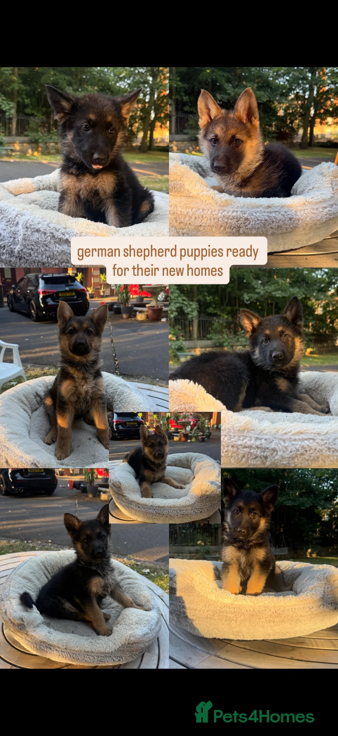 German Shepherd dogs for sale: Beautiful German Shepherd Puppies - Advert 1