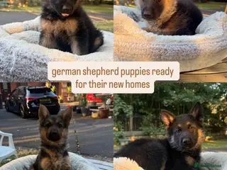 German Shepherd dogs Beautiful German Shepherd Puppies - Advert 2
