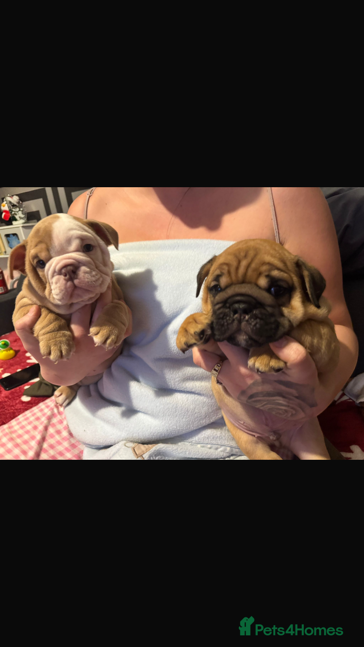English Bulldog dogs REDUCED 2 READY TO LEAVE - Advert 2