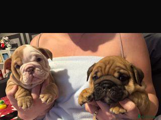 English Bulldog dogs LAST 2 ENGLISH BULLDOGS - Advert 12