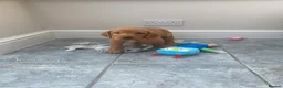 Labrador Retriever dogs for sale: 8 Stunning Fox Red & Black Labrador Puppies in Walsall - Advert 13