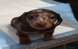 Miniature Dachshund dogs for sale: Gorgeous Miniature Dachshund Puppies!! - Image 3