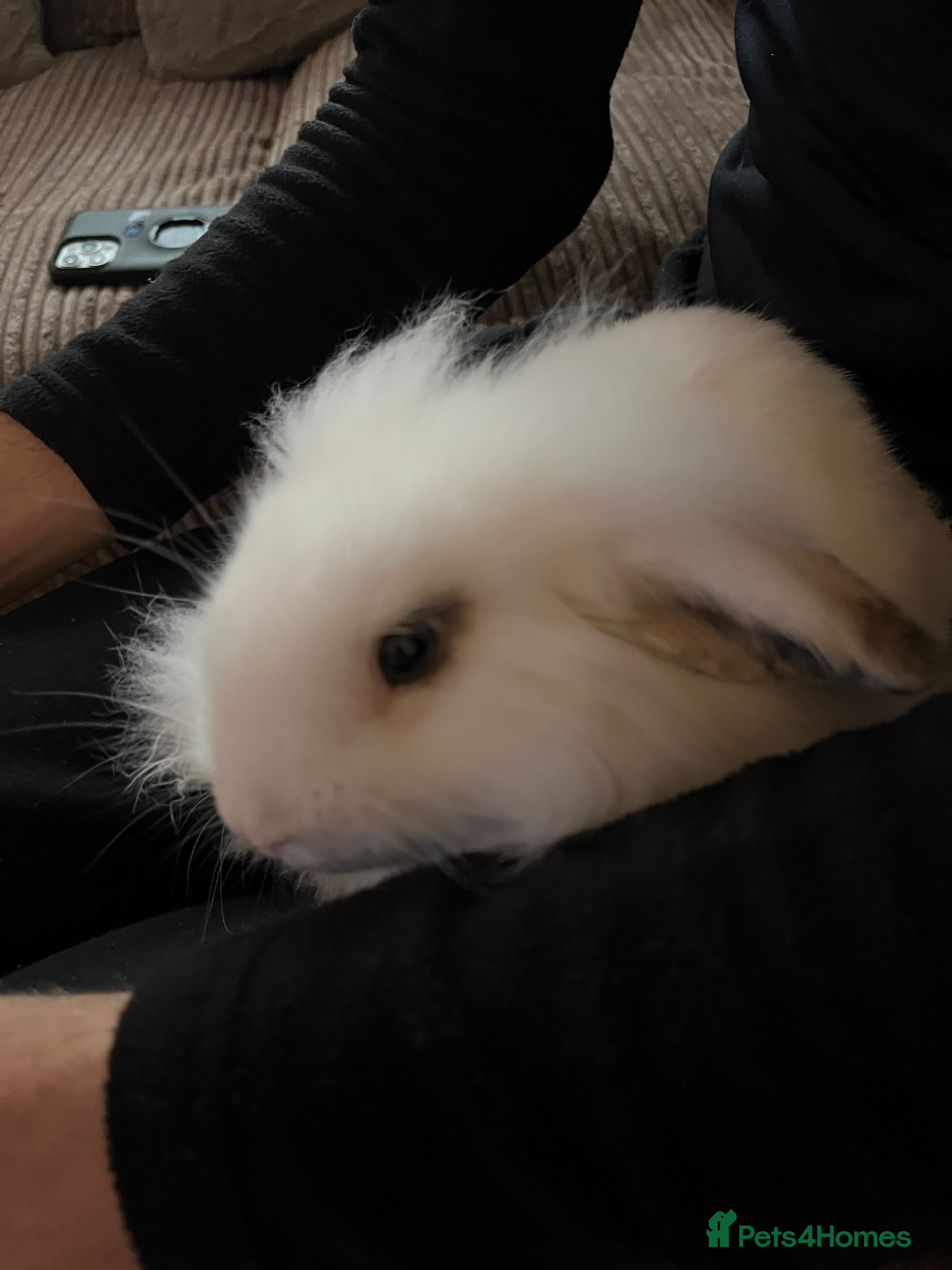 Guinea Pig rodents Female rabbit 6 months old - Advert 16