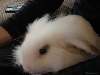 Guinea Pig rodents Female rabbit 6 months old - Advert 16