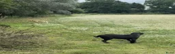 Labrador Retriever dogs for sale: Ready 11 July: Excellent Labradors - Advert 6