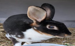 Mini Lop rabbits for sale: *RESERVED* 1 baby mini lop buck  - Advert 7