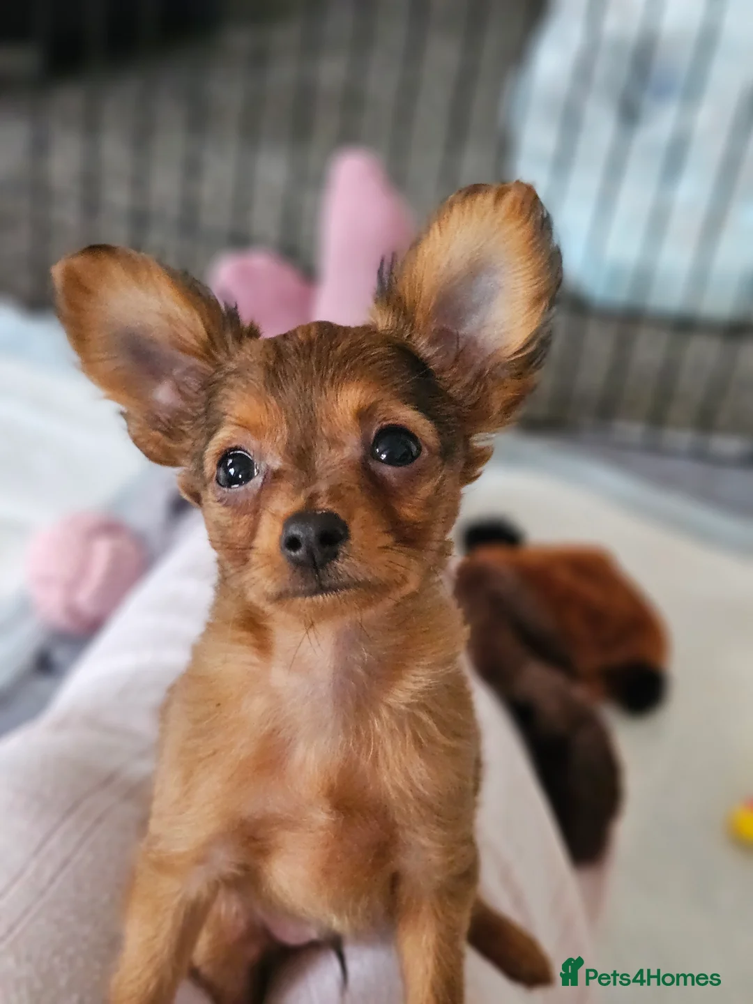 Russian Toy Terrier dogs for sale: Russian Toy Puppies from Quality Show Lines in Ilford - Advert 10