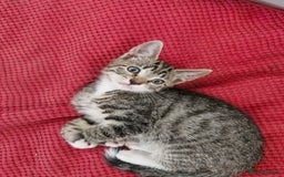 Siamese cats for sale: Siamese /balinese cross kittens - Image 5