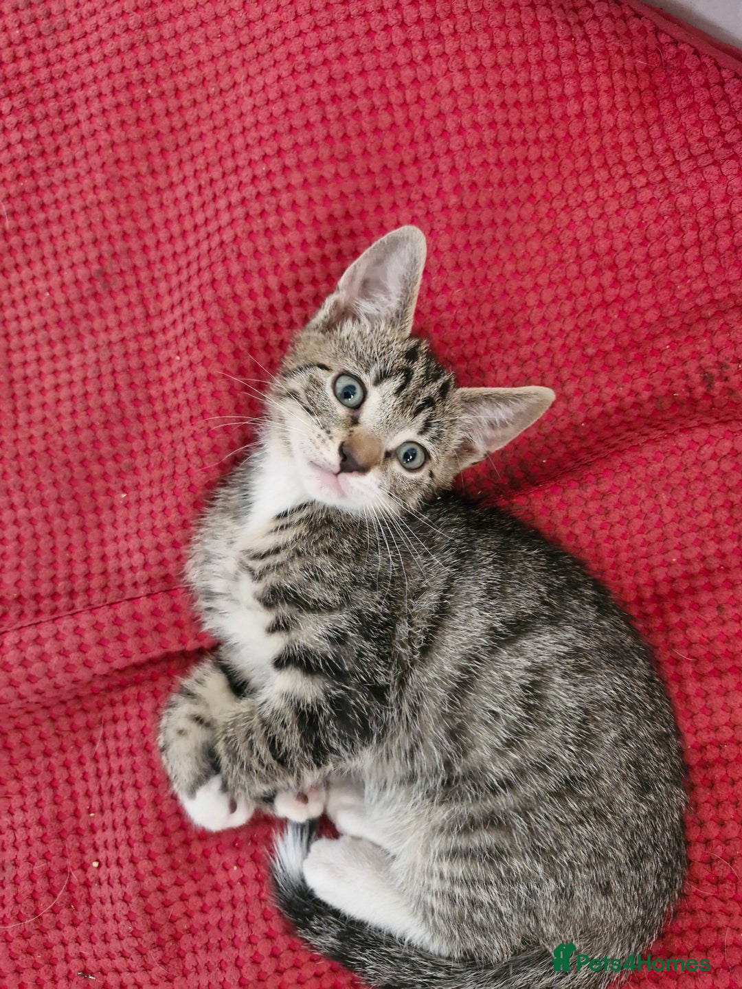 Siamese cats for sale: Siamese /balinese cross kittens - Image 5