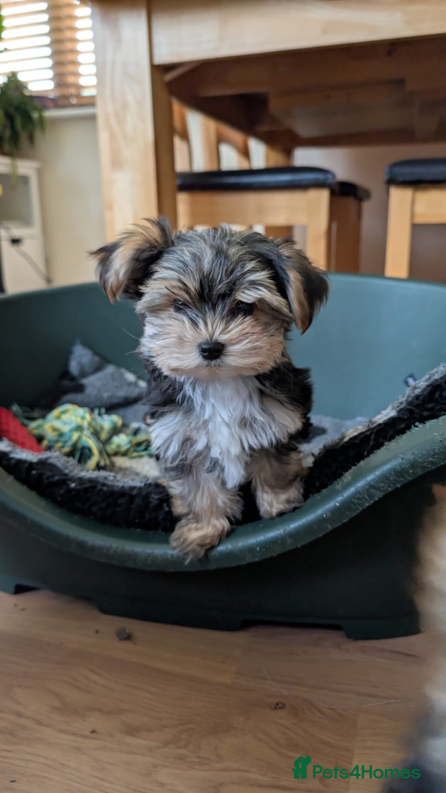 Mixed Breed dogs 2 Female Biewer x Yorkie Puppies - Advert 1