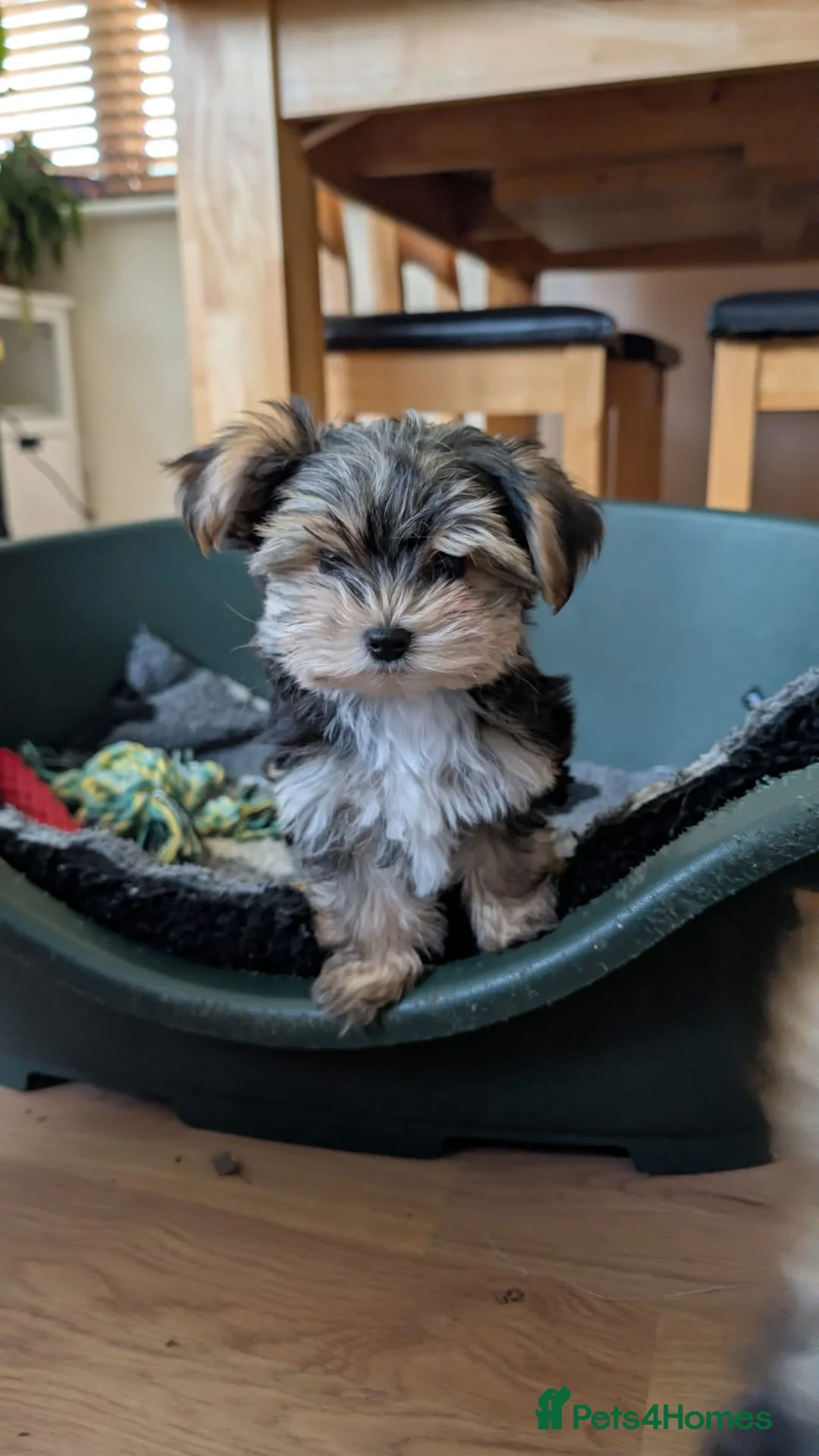 Mixed Breed dogs for sale: 2 Female Biewer x Yorkie Puppies - Advert 1