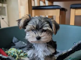 Mixed Breed dogs 2 Female Biewer x Yorkie Puppies - Advert 1