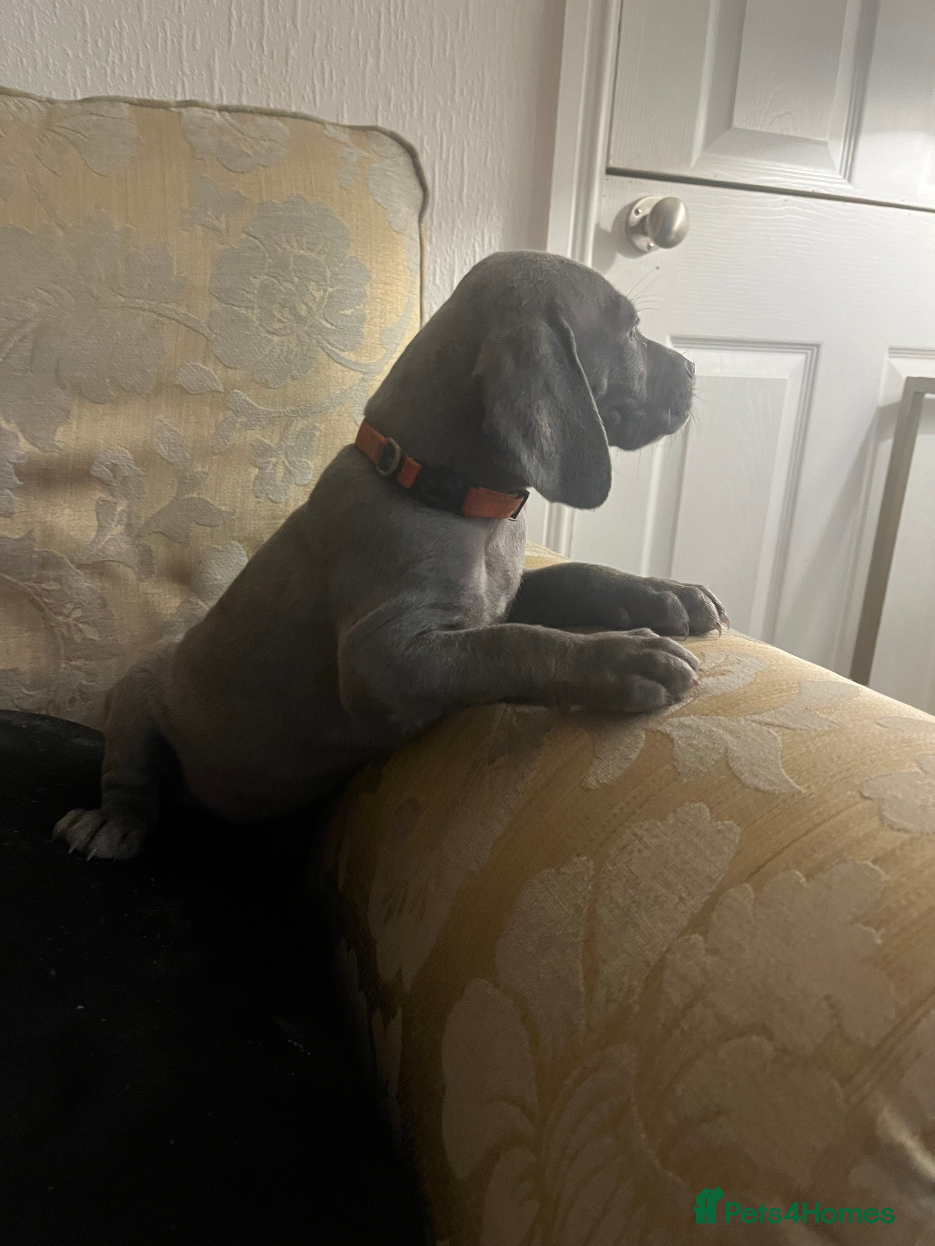 Weimaraner dogs Wiemaraner puppies - Advert 1