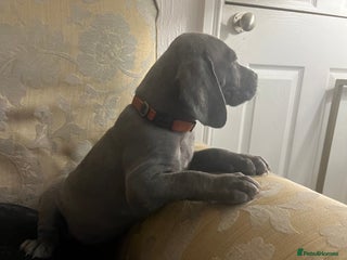 Weimaraner dogs Wiemaraner puppies - Advert 1