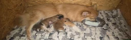 German Spitz dogs for sale: Lovingly Raised German Spitz Puppies in Welshpool - Advert 4