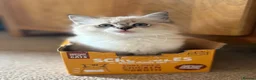 Ragdoll cats for sale: Cute and friendly fluffy Ragdoll kittens - Advert 32