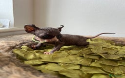 Sphynx cats for sale: Exquisite Sphynx Kittens - Image 5