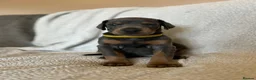 Dobermann dogs for sale: Beautiful Dobermann Pups - Available from 2nd May - Advert 13