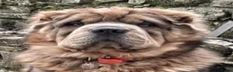 Shar Pei dogs for sale: Bear Coat Shar Pei puppies - Advert 9