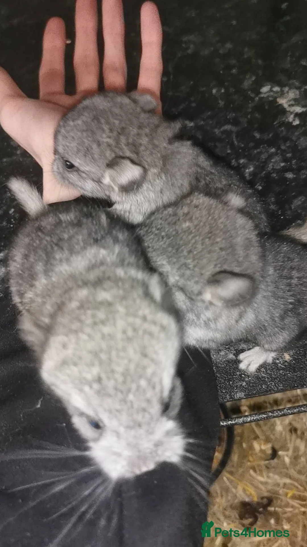 Chinchilla rodents for sale: Adorable Chinchilla Kits – Loving Homes Only - Advert 7