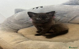 American Shorthair cats for sale: British short haired kitten  - Image 3