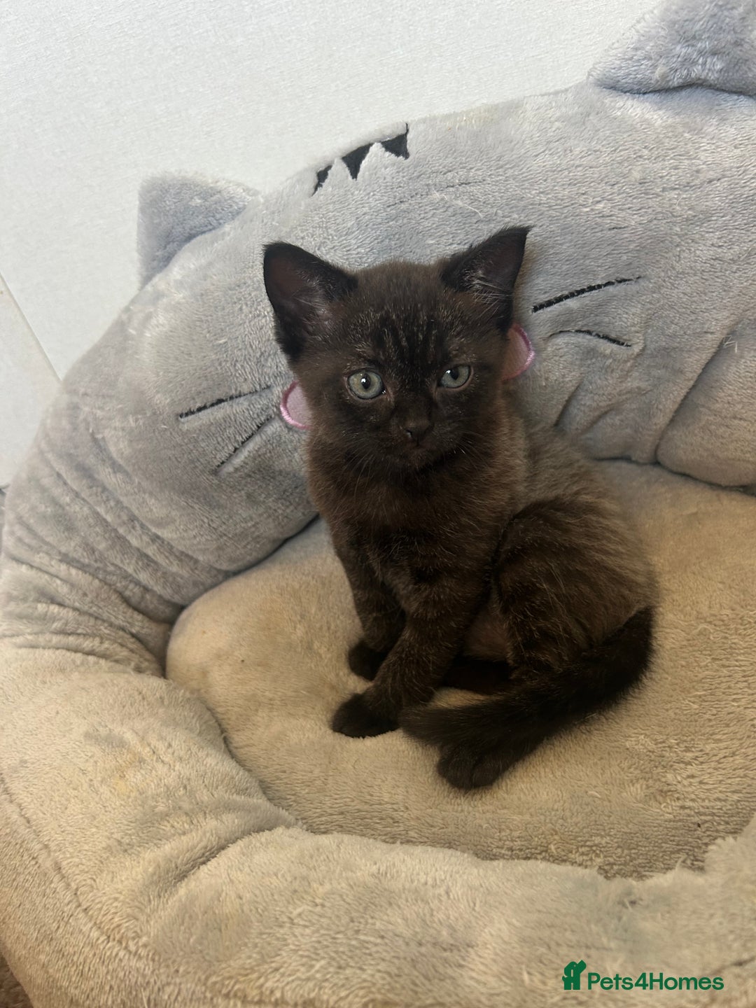 American Shorthair cats for sale: British short haired kitten  - Image 3