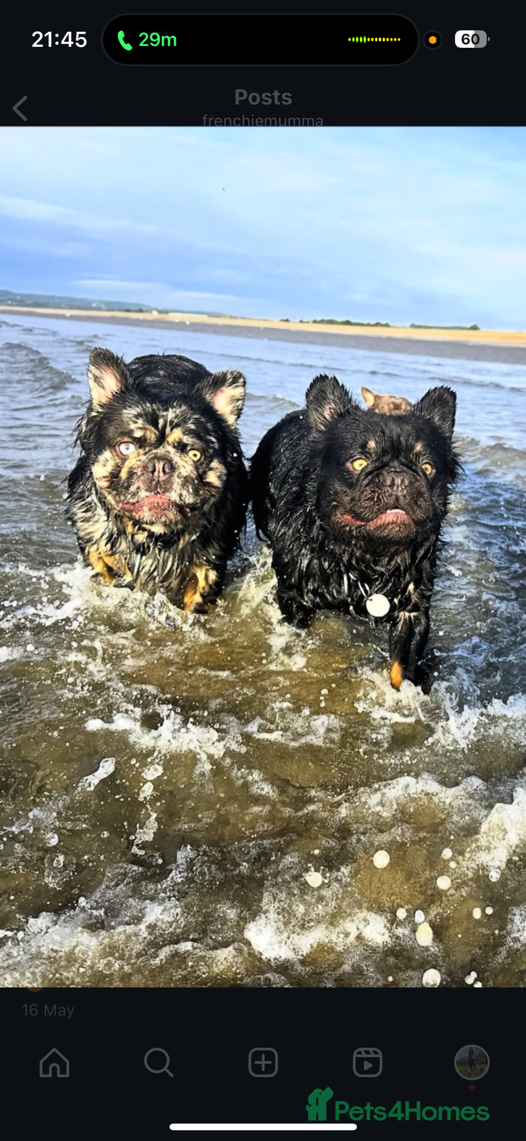 French Bulldog dogs for stud: Cupid 💘, Romeo 💘and Saint 💘for stud - Image 4