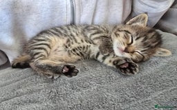 British Shorthair cats for sale: 4 beautiful tabby girl kittens  - Image 1