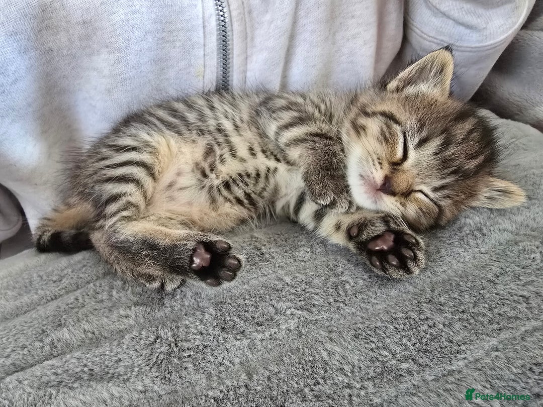 British Shorthair cats for sale: 4 beautiful tabby girl kittens  - Image 1