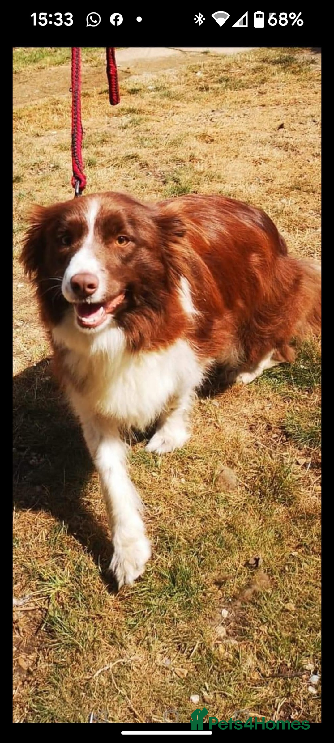 Border Collie dogs for sale: Traditional border collie puppies ready now  - Advert 16