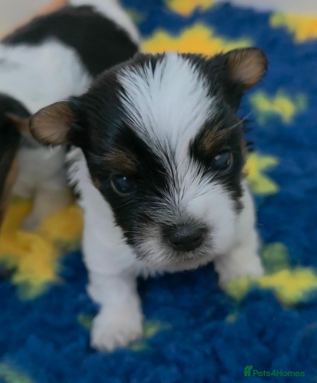 Biewer Terrier dogs for sale: 1 Stunning boy 1 beautiful girl - Advert 2