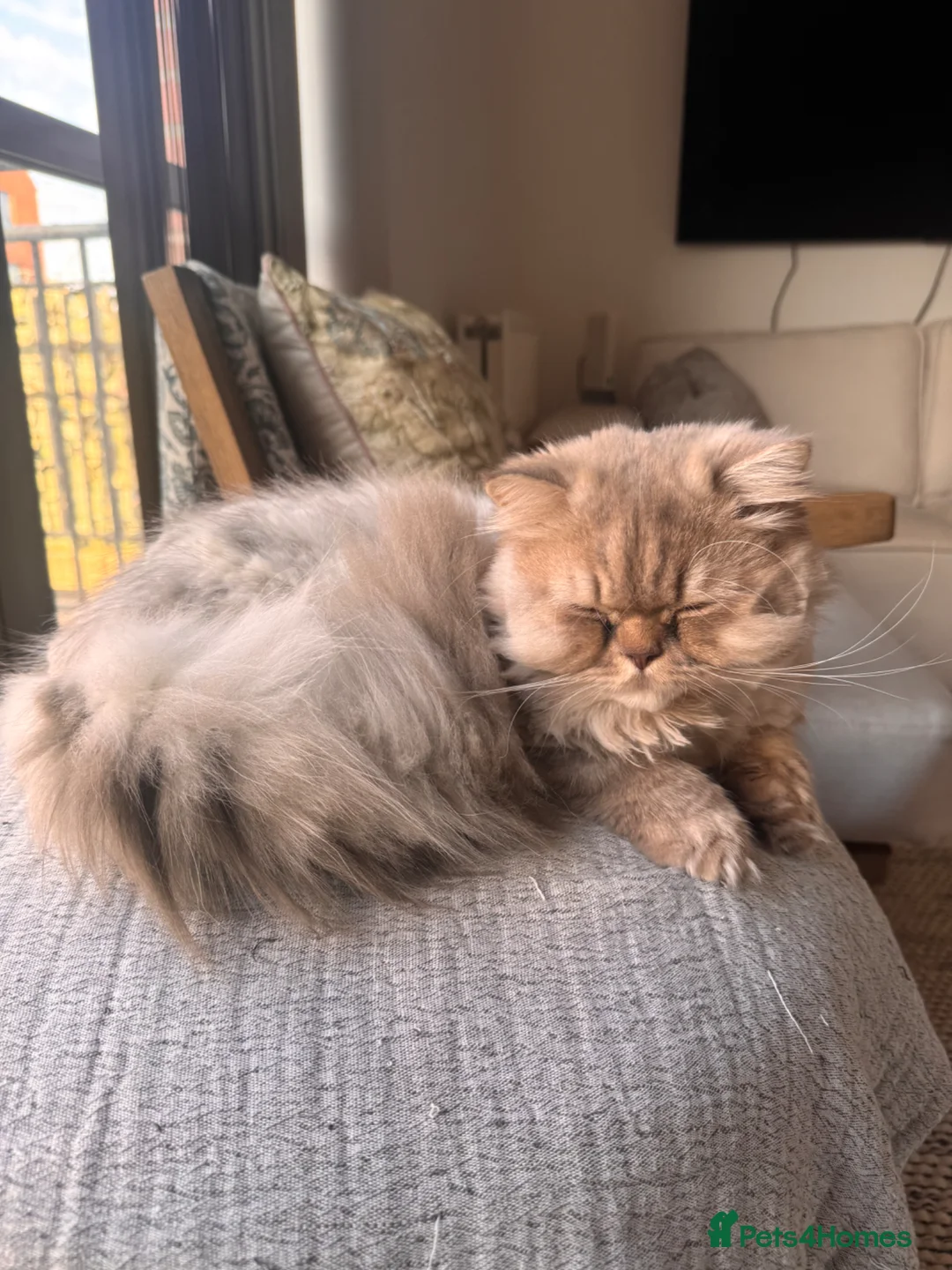 British Longhair cats for sale: Soft grey British longhair male extra fluffy - Advert 2
