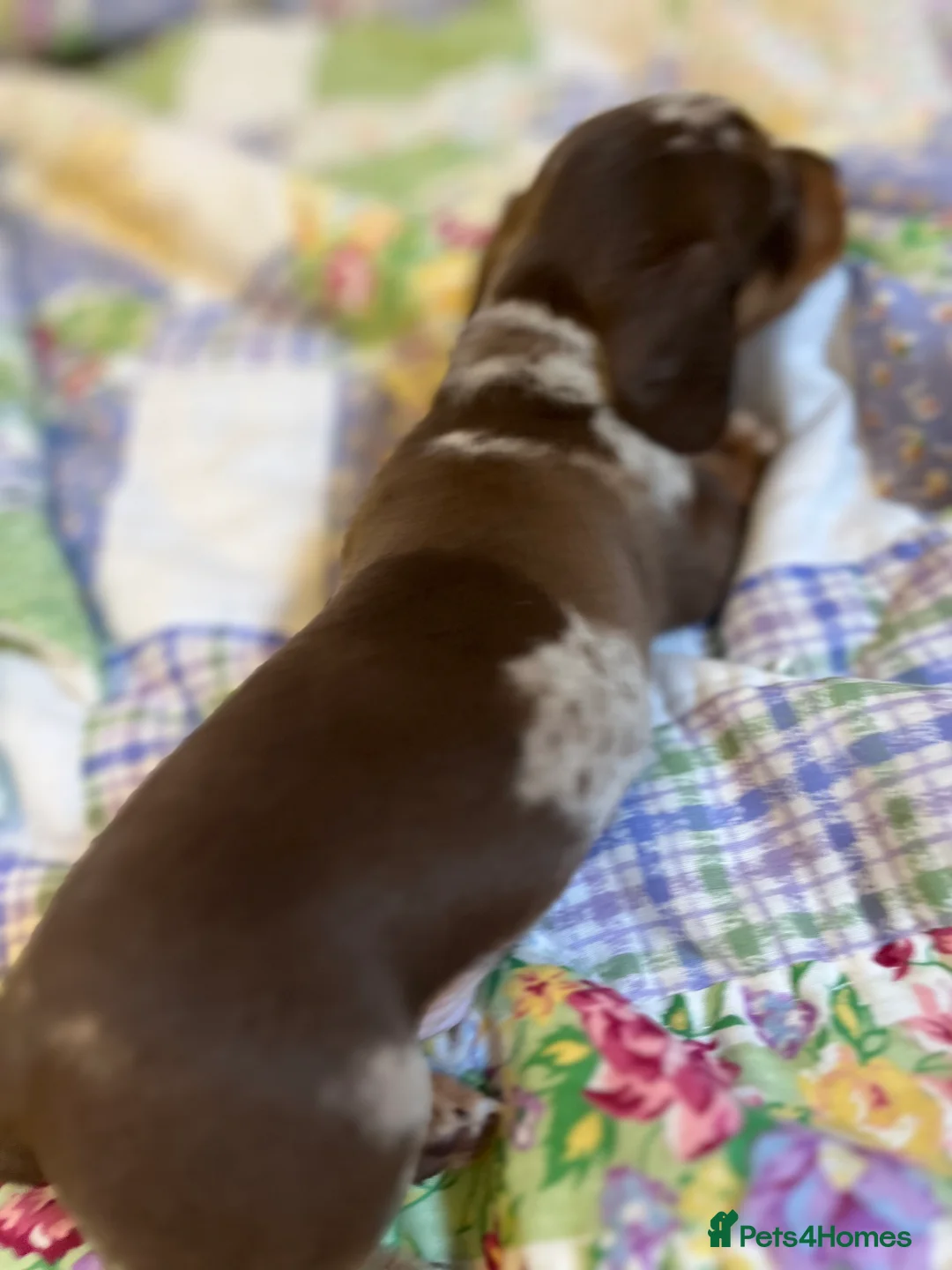 Miniature Dachshund dogs for sale: . Mini Dutch Hound Pups – Choc & Dapple - Advert 21