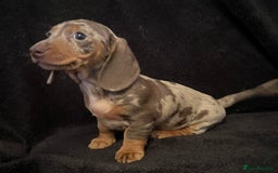 Miniature Dachshund dogs for sale: 🥰 Stunning Miniature Dachshunds 🥰 - Advert 11