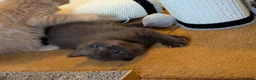 Mixed Breed cats for sale: Rare brown beauty! Ready for a new home - Advert 3